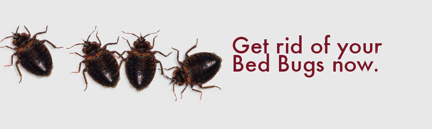 bedbug-exterminator-NY